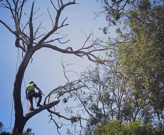 tree-getting-removed-invercargill